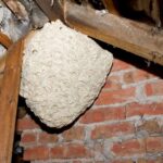 Wasp Nest Removal